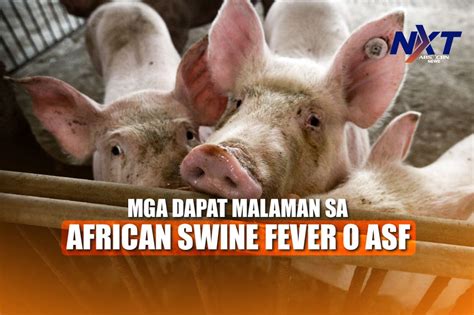 Balita tungkol sa african swine fever